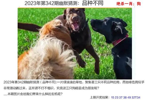 澳门2023年精准一肖一码资料,设计策略快速解答_整版DKJ656.74