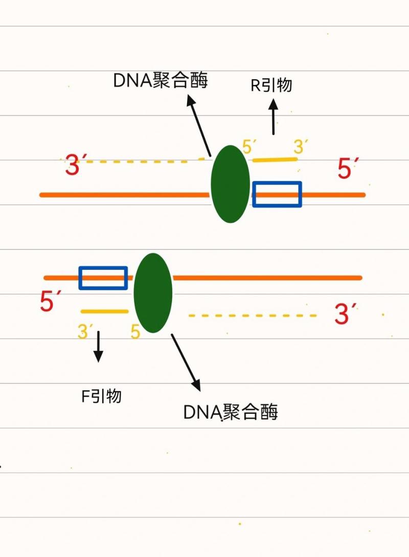 变种DNA 2,真实经典策略设计_VR型43.237